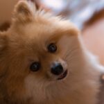 犬は自分の名前を理解しているの？　愛犬が感じていることから名前を付けるポイントまでご紹介(ブログ)