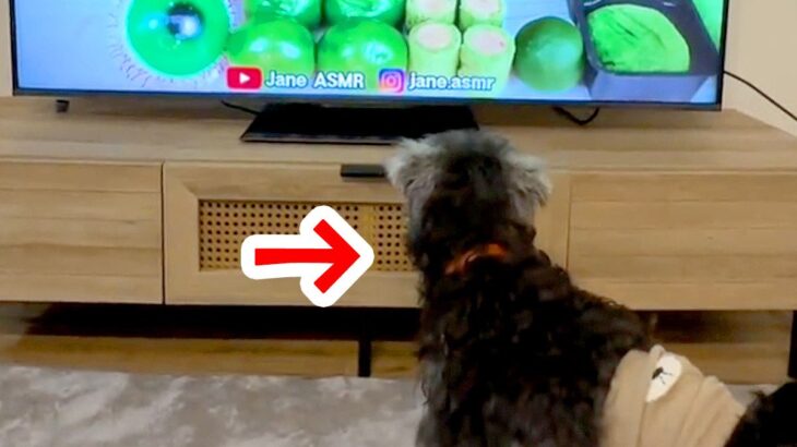 テレビで食べ物ASMRを流していたら、犬が…まさかの『もらいに行こうとする光景』が14万再生「声出して笑ったｗ」「可愛すぎ」と絶賛(ブログ)