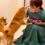 『ママがいない1日』を過ごした2匹の犬が、帰宅後に…涙が出る『尊すぎる光景』に86万再生の反響「健気すぎて…」「ママは偉大」と絶賛(ブログ)