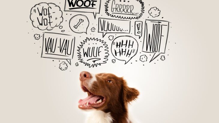 犬が大喜びする『ワード』４選　愛犬は人間の言葉を理解してる？テンションがあがっているサインまで(ブログ)