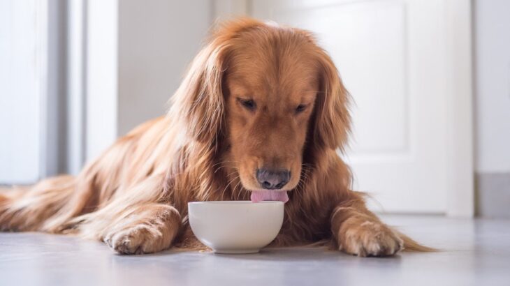 犬に使うのは避けるべき『食器』4つ　避けたほうがいい理由と愛犬に合わせた選び方を解説(ブログ)