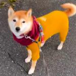 散歩中に柴犬をカメラで撮っていたら…想定外だった『拒否柴が始まる瞬間』が261万表示の反響「急すぎてｗｗ」「チラ見してるの笑った」(ブログ)