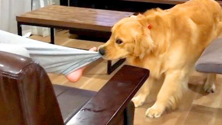 ソファの上が大好きな大型犬→場所を奪ってみた結果…思った以上に『嫌がりまくる光景』が61万再生「引きずり降ろされてて草」「ズボンがｗ」(ブログ)