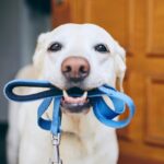 犬は何を考えて一日を過ごしているの？ネガティブな思考になることはあるの？(ブログ)