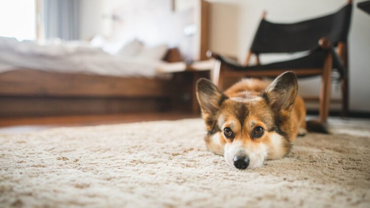 犬の寝相でわかる『性格』5選　心配すべき寝方や安心して眠ってもらう方法まで(ブログ)