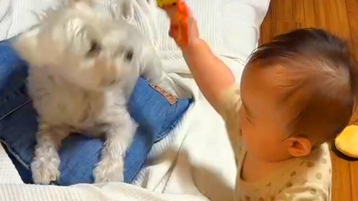 赤ちゃんが生まれ、犬と一緒に1年間暮らした結果…お兄ちゃんとして奮闘する『尊い成長記録』が話題「可愛さあふれてる」「優しくて素敵」(ブログ)