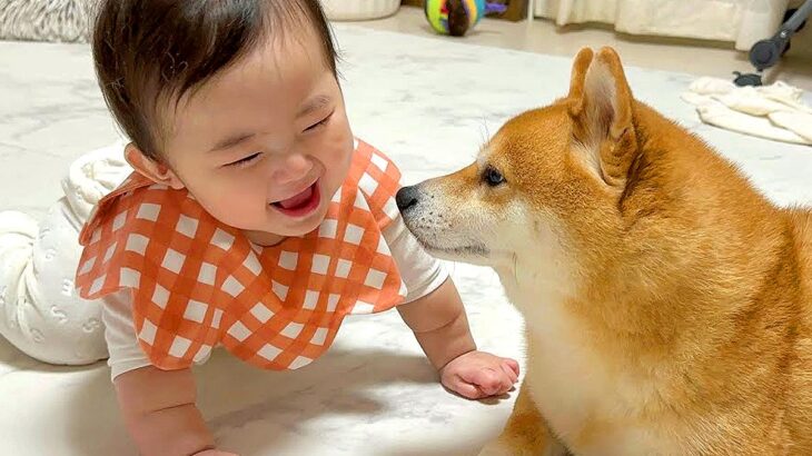 徐々に赤ちゃんの距離が近くなってきたら、犬が…想定外の行動に『驚きを隠せない光景』が23万再生「可愛すぎるｗ」「不器用なパパみたい」(ブログ)