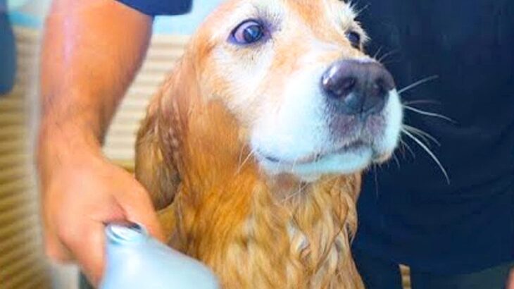 『お風呂が嫌すぎる大型犬』が…思った以上に『感情がすべて顔に出てしまう光景』が可愛すぎると12万再生「断固拒否の顔で草」「たまらんｗ」(ブログ)