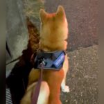 娘から帰りのLINE→犬と一緒にお迎えに行ったら…気付いた瞬間に見せた『想像以上の猛ダッシュ』が12万再生「たまらん」「最高」と絶賛(ブログ)