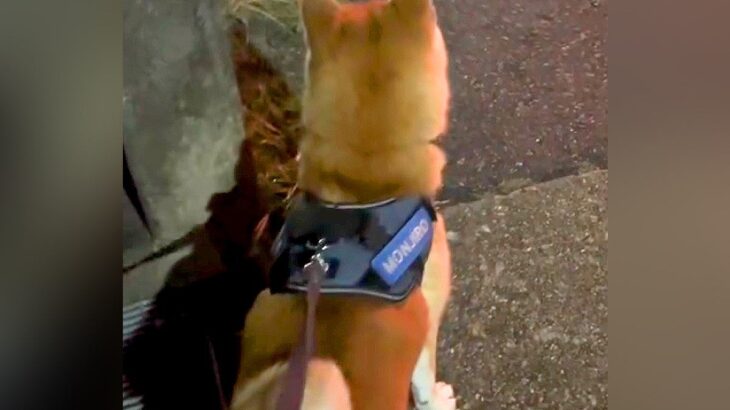 娘から帰りのLINE→犬と一緒にお迎えに行ったら…気付いた瞬間に見せた『想像以上の猛ダッシュ』が12万再生「たまらん」「最高」と絶賛(ブログ)
