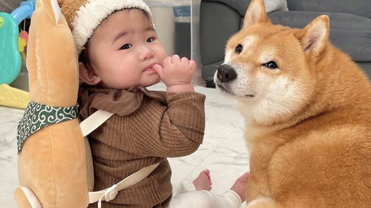 赤ちゃんが後ろに転んでしまったら、2匹の犬が…尊すぎる『即座に心配する光景』が27万再生「最高のボディーガード」「なんて頼もしい」と称賛(ブログ)