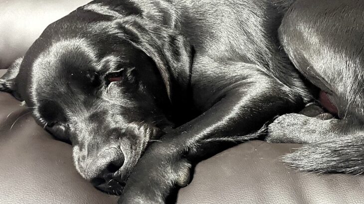 黒いソファで大型犬が寝ていたら…衝撃の『ツヤツヤ感』が美しすぎると14万いいね集まる「ラグジュアリー過ぎる」「神々しい…」と大絶賛(ブログ)