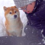 大雪の中、雪かきをしていたら犬が…なぜか何度も外に出る『まさかの理由』が尊すぎると5万再生「まさに忠犬」「なんて優しい子」と絶賛の声(ブログ)
