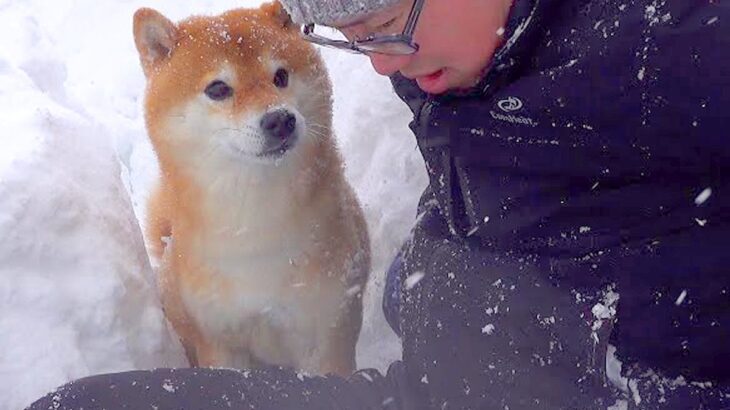 大雪の中、雪かきをしていたら犬が…なぜか何度も外に出る『まさかの理由』が尊すぎると5万再生「まさに忠犬」「なんて優しい子」と絶賛の声(ブログ)