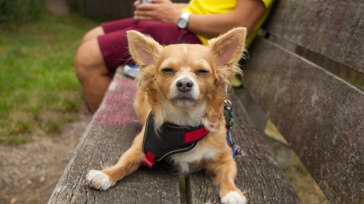 犬が『ふて寝』をしているときのサイン5つ　原因となりうる飼い主の行動までご紹介(ブログ)