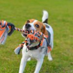 愛犬がおもちゃを離さないときの5つの心理　飼い主がしてはいけない行動から対処法まで解説(ブログ)