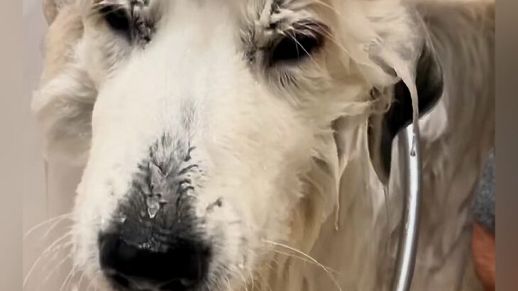 おじいちゃんと一緒にお風呂に入った超大型犬…思った以上に『絶望してしまう光景』が516万再生「テンションの差がｗ」「嫌いなの伝わる」(ブログ)
