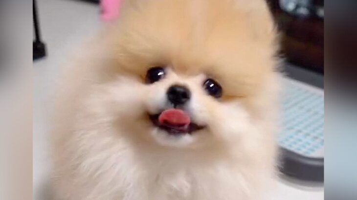 赤ちゃん犬をカメラで撮影し始めたら、2秒後に…予想外すぎる『まさかのハプニング』が11万再生「ゴッツンしててたまらんｗ」「可愛い」と悶絶(ブログ)