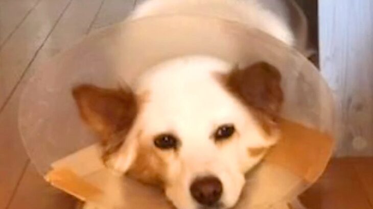 『なぜ病気だらけで捨てられた犬の里親になったのか？』を聞かれ…飼い主が語る『お迎えしたたった1つの理由』が11万再生「泣ける」と感動(ブログ)