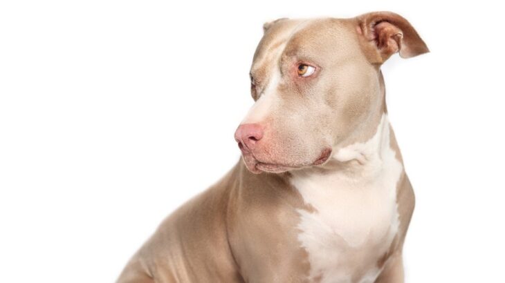 犬が『恥ずかしがっている』ときのサイン４つ　愛犬にも人間のような感情はあるの？(ブログ)