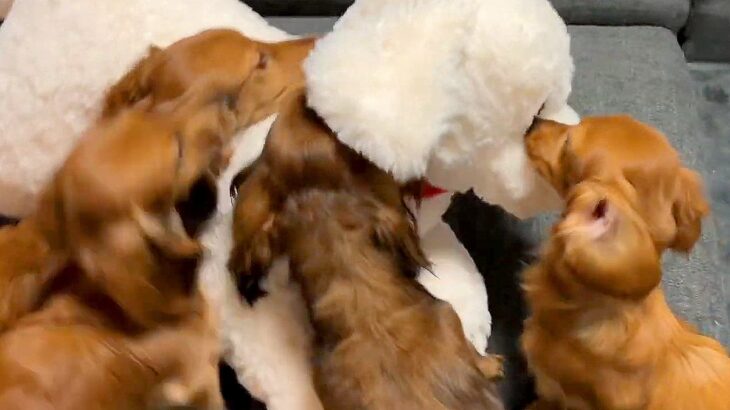 『居るはずのない大型犬』が突然現れたら、子犬たちが…予想外だった『まさかの結末』が1万4000再生「可愛くてたまらん」「逃げてたのにｗ」(ブログ)