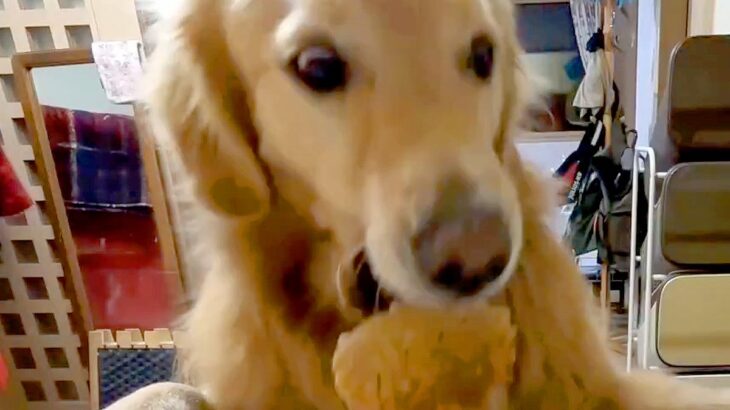 母に隠れて盗み食いをした大型犬→バレないと思っていたら…まさかの『コントのような結末』が216万表示「一枚上手で草」「漫画みたいｗ」(ブログ)