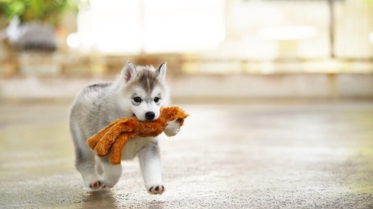 愛犬がおもちゃやおやつを隠すのはなぜ？4つの心理や犬が持つ習性まで解説(ブログ)