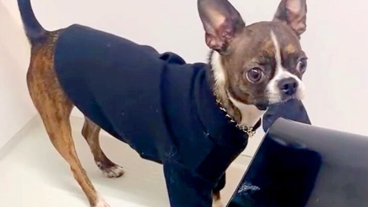 ゆっくりお風呂に入ろうとした結果、犬が…とんでもなく邪魔をしてくる光景と『まさかの理由』が64万回再生「人間の子どもみたいｗ」と話題に(ブログ)
