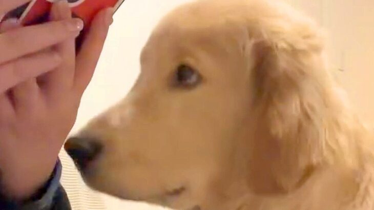 スマホをいじっていたら、ご飯を食べ終わった大型犬が…とんでもなく可愛い『まさかの光景』が230万再生「デッカい赤ちゃん」「感情わかるｗ」(ブログ)