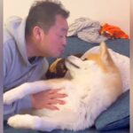 お正月、お父さんが秋田犬とソファでダラダラ寝転がっていたら…最高に癒される『相思相愛な姿』に羨望の声「デレデレの正月最高過ぎる」と絶賛(ブログ)