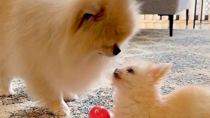 先住犬のことが好きすぎる赤ちゃん犬→ケージから出してみたら…思った以上に熱烈な『愛情表現』が55万再生「天使…尊い」「でもしつこいｗ」(ブログ)