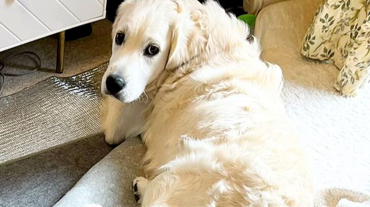 カーペットにイタズラをした大型犬→指摘しようとしたら…『やめて！』『可愛い！』感情が忙しすぎる光景に3万いいね「笑ったｗ」「愛おしい」(ブログ)