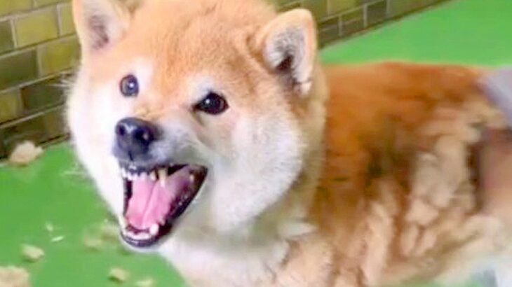 行き場のない『噛みつく犬』を保護した結果…信じられない『ビフォーアフター』が素敵すぎると57万再生「表情が最高」「めっちゃ愛を感じる」(ブログ)