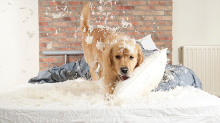 『犬を飼って後悔』主な理由4選　飼い主にしかわからない大変なことや絶対に知っておくべきことまで(ブログ)