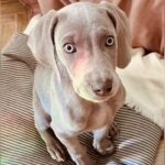 子犬を迎えたら『なぜ飼ったんだ』と否定され…困難を乗り越えた『1年後の光景』に涙が止まらないと133万再生「素敵すぎ」「最高に可愛い」(ブログ)
