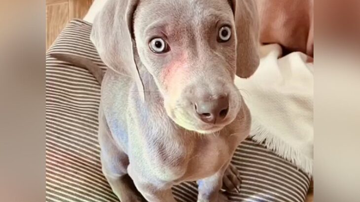 子犬を迎えたら『なぜ飼ったんだ』と否定され…困難を乗り越えた『1年後の光景』に涙が止まらないと133万再生「素敵すぎ」「最高に可愛い」(ブログ)
