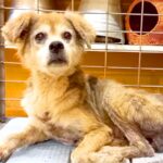 ゴミの中、必死に耐え生きていた『犬の女の子』を保護…約６ヶ月後の『見違えるほどの姿』と素敵すぎる結末に涙「よく頑張った」と絶賛の声(ブログ)
