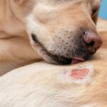 多くの犬がかかってしまう『皮膚病』４つ　他人事ではない？主な症状や予防策を知っておこう(ブログ)