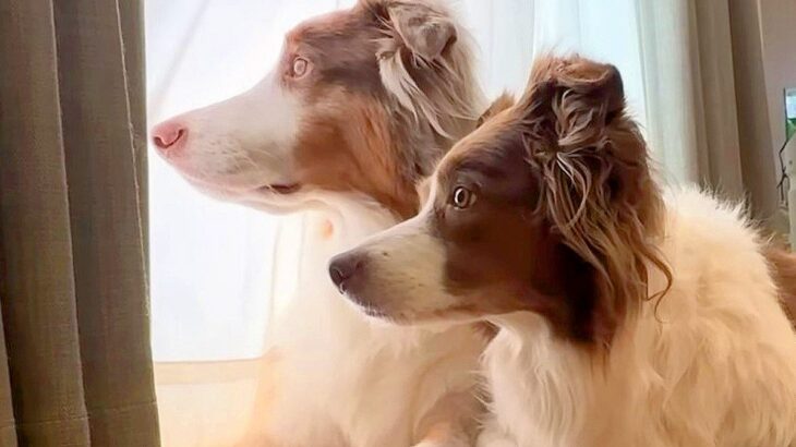 お昼寝していたら、突然パパが帰ってきて…想定外の展開で見せた『犬たちの行動』が25万再生「ありえん可愛さ…心が浄化される」「羨ましい」(ブログ)