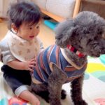 おもちゃの犬をいじめていた赤ちゃん→『本物の犬』に会わせてみた結果…想定外の展開で見せた『ドキドキな光景』が234万再生と悶絶の声(ブログ)