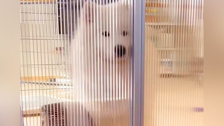 ドア越しに大型犬を撮影していたら…あまりにも可愛い『部屋への入り方』が85万表示「ドヤ顔で草」「失礼します！って感じなの最高ｗ」と絶賛(ブログ)