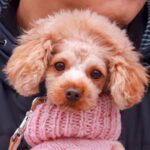 獣医から『3歳だけど一生歩けない』と宣告された犬が、7度の大手術で…現在の『衝撃の光景』に涙が止まらないと4万再生「頑張れ」「感動」(ブログ)