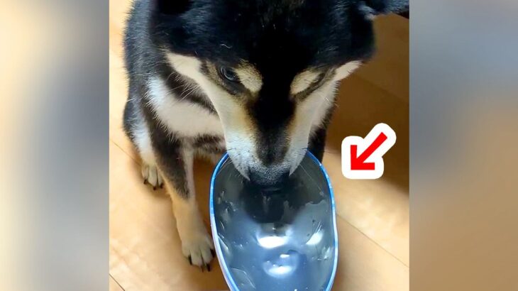 犬が『おやつの容器』を離してくれないので、諦めた結果…思いがけない『衝撃の姿』が253万再生「笑い死ぬｗ」「電車で見ちゃダメ」と爆笑(ブログ)