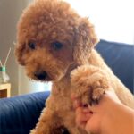 犬の耳にちょっかいをかけようとした結果…コントのような『ブチギレ方』が322万再生「ノールックで草」「3段階でキレてるｗ」と爆笑の声(ブログ)