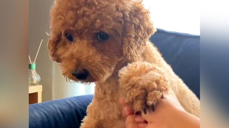 犬の耳にちょっかいをかけようとした結果…コントのような『ブチギレ方』が322万再生「ノールックで草」「3段階でキレてるｗ」と爆笑の声(ブログ)
