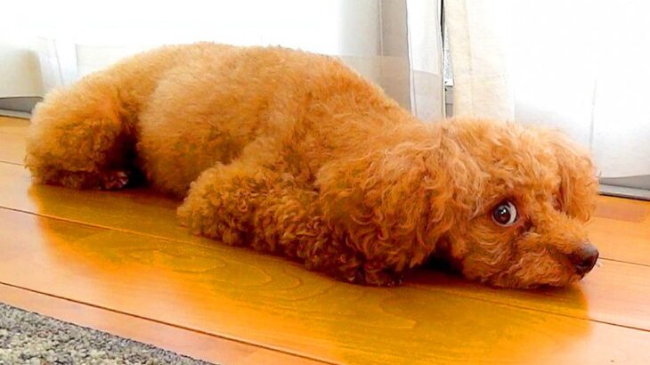 犬にドッキリを仕掛けようと思ったら…まさかの『失敗理由』が可愛すぎると12万再生「ママ愛が伝わってくるｗ」「ロックオンしてて草」と反響(ブログ)