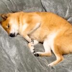 寝正月を決め込んでいた犬に『起きて！』と声をかけた結果…まさかの『ブチギレる光景』が139万再生「思春期の息子で草」「たまらん可愛さｗ」(ブログ)