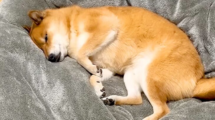 寝正月を決め込んでいた犬に『起きて！』と声をかけた結果…まさかの『ブチギレる光景』が139万再生「思春期の息子で草」「たまらん可愛さｗ」(ブログ)