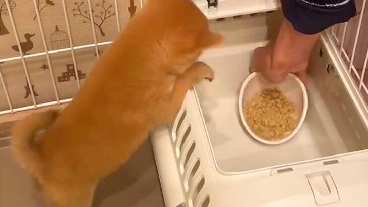クレートの中にごはんを入れてみると、入り方がわからない『赤ちゃん犬』が…あまりにも可愛い『困ってしまう様子』が127万再生と話題に(ブログ)
