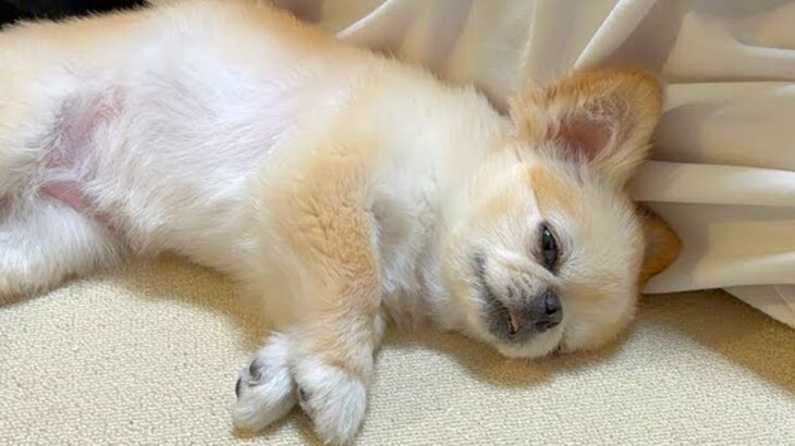 『飼い主が目の前で倒れたら、犬はどうするのか？』検証してみたら…思っていたのと違う『予想外の光景』が1万3000再生「見捨てられてて草」(ブログ)